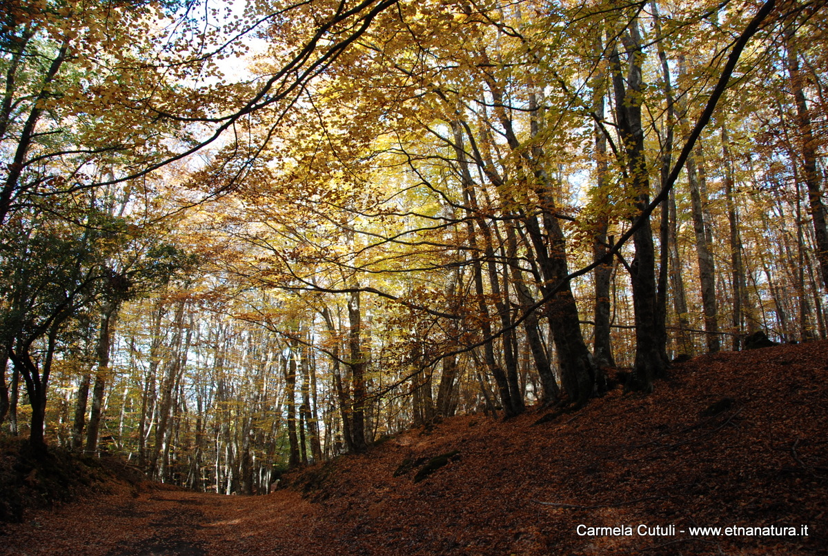 Monte Spagnolo-Numero visite:38287