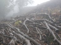Monte_Spagnolo - Eruzione_1981_20101010%20084.jpg