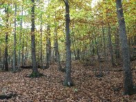 Monte_Stornello - 20101031%20060.jpg