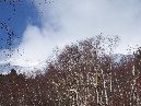 nti Sartorius-Betula Aetnensis Sartorius003