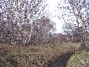 nti Sartorius-Betula Aetnensis Sartorius005