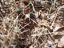 nti Sartorius-Coccinella