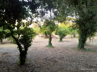 Neapolis Siracusa