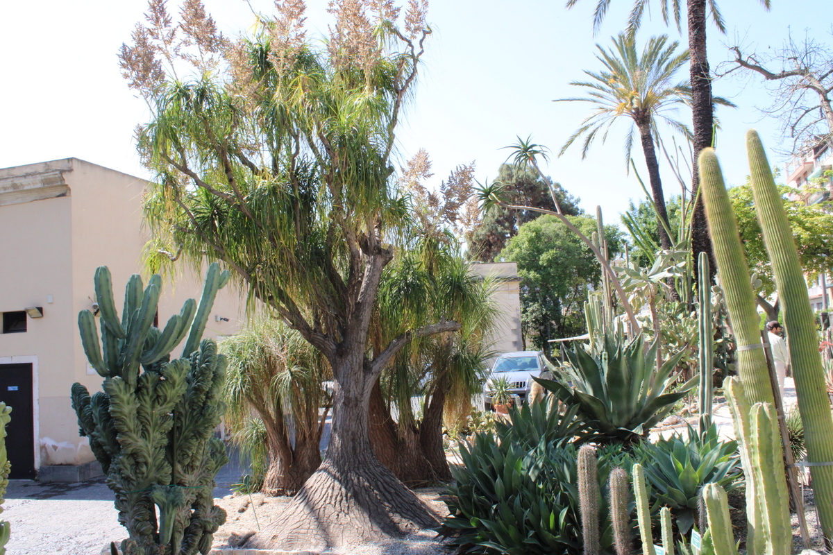 Nolina Orto Botanico Catania