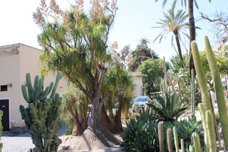 Nolina Orto Botanico Catania