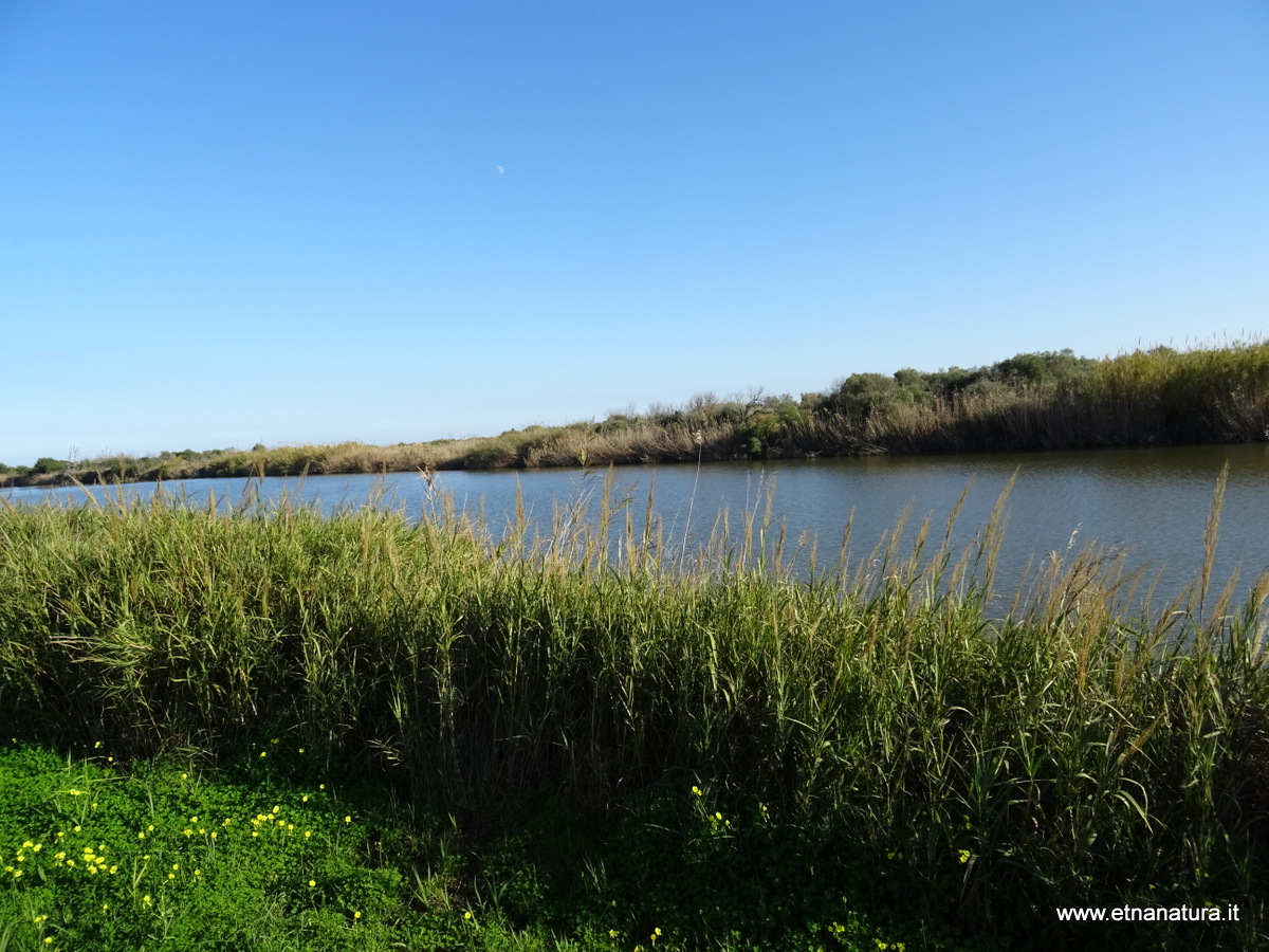 Oasi del Simeto-Numero visite:37070