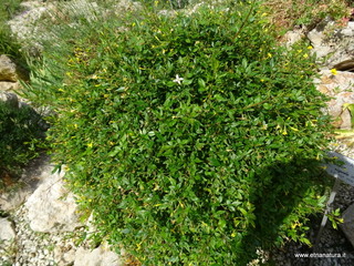 to botanico Catania-Euphorbia rigida