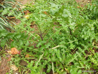 Orto_botanico_Catania - nome_Centaurea_sphaerocephala_sito_Orto_botanico_Catania.JPG