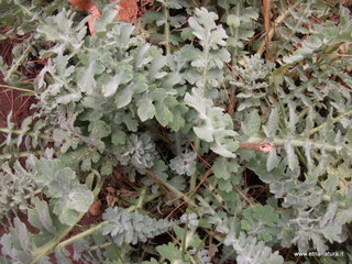 Orto_botanico_Catania - nome_Glaucium_flavum_sito_Orto_botanico_Catania.JPG