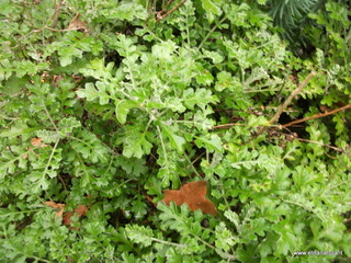 Orto_botanico_Catania - nome_Limonium_halophilum_sito_Orto_botanico_Catania.JPG