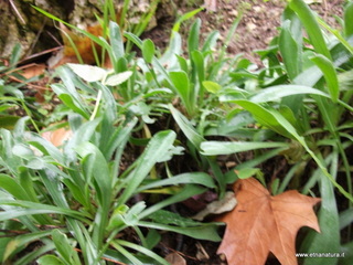 Orto_botanico_Catania - nome_Limonium_secundirameum_sito_Orto_botanico_Catania.JPG