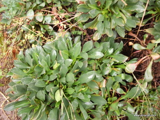 Orto_botanico_Catania - nome_Limonium_sibthorpianum_sito_Orto_botanico_Catania.JPG