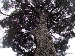to botanico Catania-nome Pinus pinea sito Orto botanico Catania