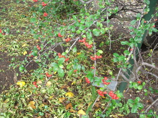 Orto_botanico_Catania - nome_Pyracantha_coccinea_sito_Orto_botanico_Catania.JPG