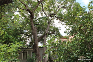 Canforo orto botanico Messina