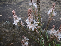 Parco_Cosentini - 20110417%20002.jpg