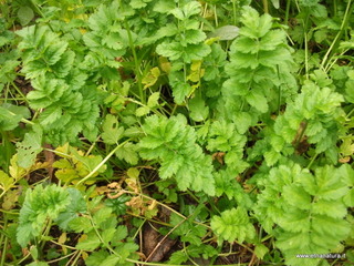 Parco_Gioeni - nome_Erodium_moschatum_sito_Parco_Gioeni.JPG