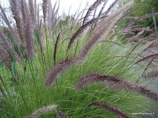 Parco_Gioeni - nome_Pennisetum_setaceum_sito_Parco_Gioeni.JPG