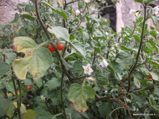 Parco_Gioeni - nome_Solanum_villosum_sito_Parco_Gioeni.JPG