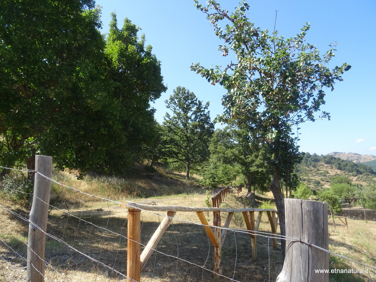 Parco Santa Domenica Vittoria-Numero visite:9856