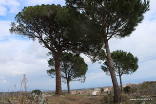 Pini masseria Cosentini