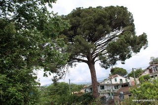 Pino di Macchia