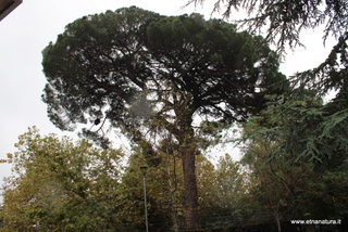 Pino di Pedara