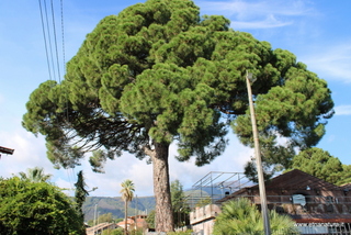 Pino di Spuligni