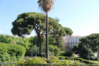 Pino villa Bellini