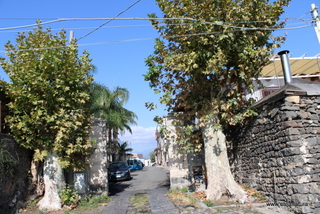 Platani Anzalone