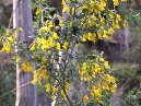 Portella_Calanna - Adenocarpus_bivonii.jpg