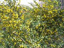 rtella Calanna-Adenocarpus bivonii 2