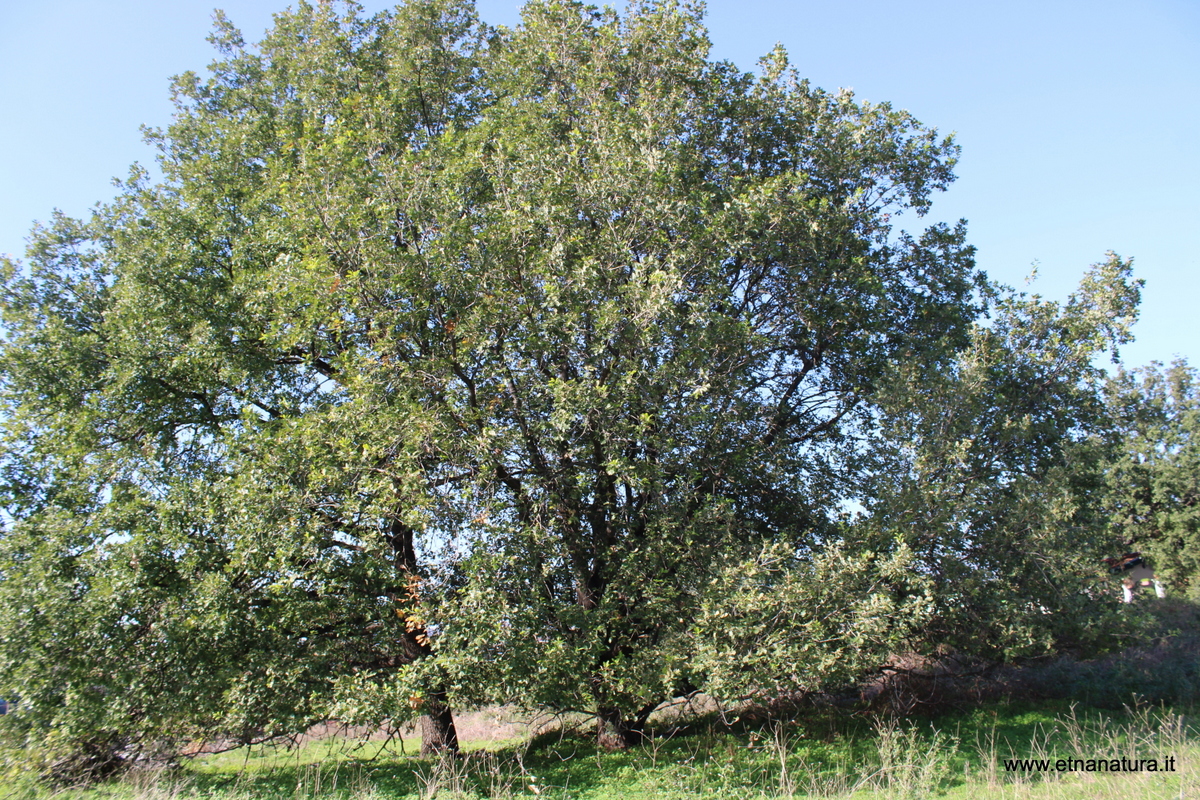 Querce Pezzagni