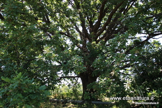 Querce Pezzagni