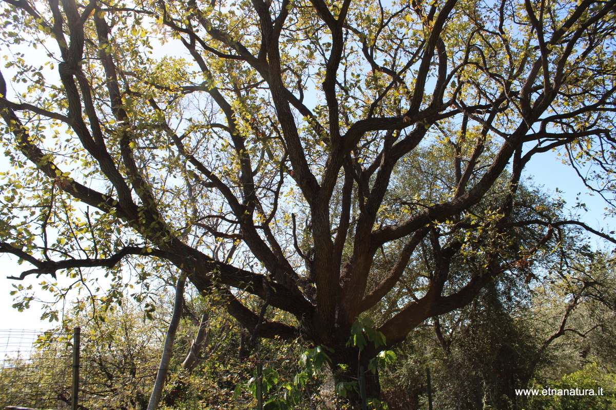 Querce sant Anna