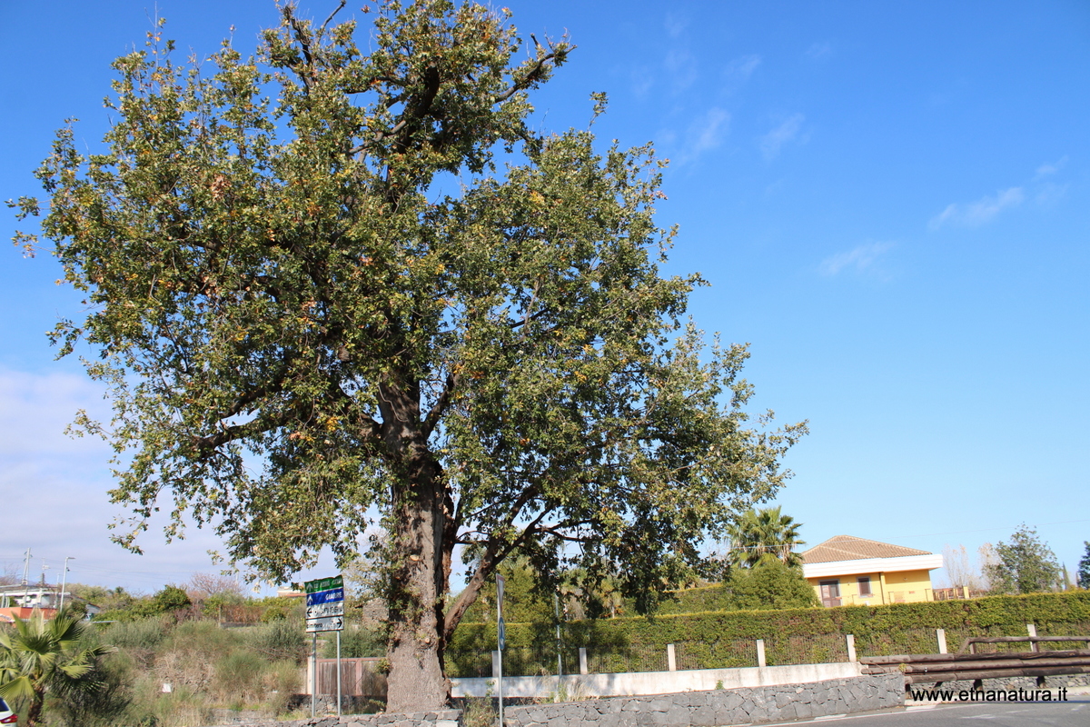 Quercia Fago