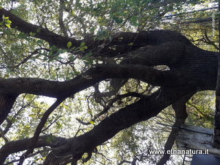 Quercia Tarelli