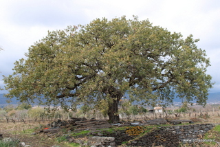 Quercia del Sommacco