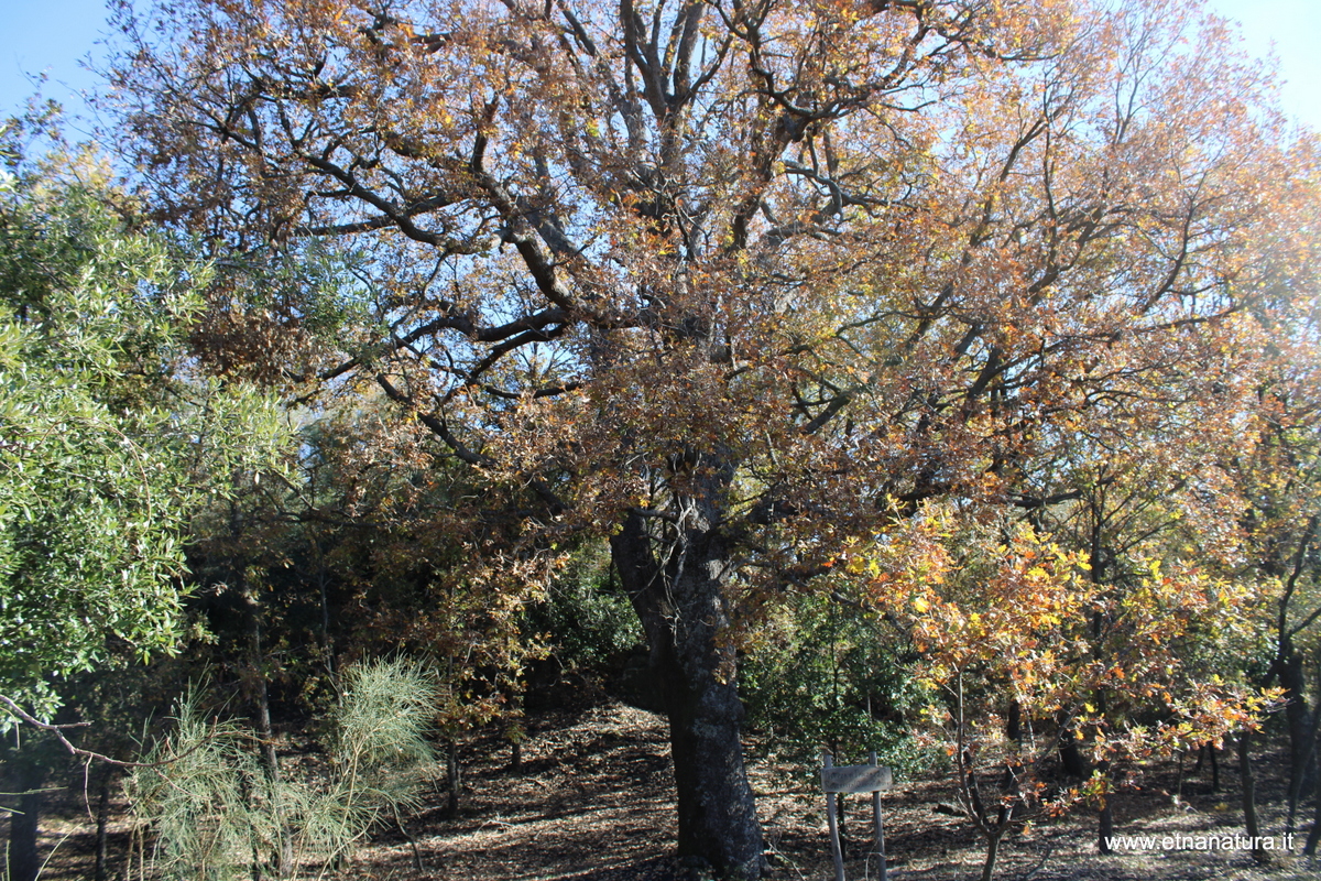 Quercia di Panzazza-Numero visite:33442