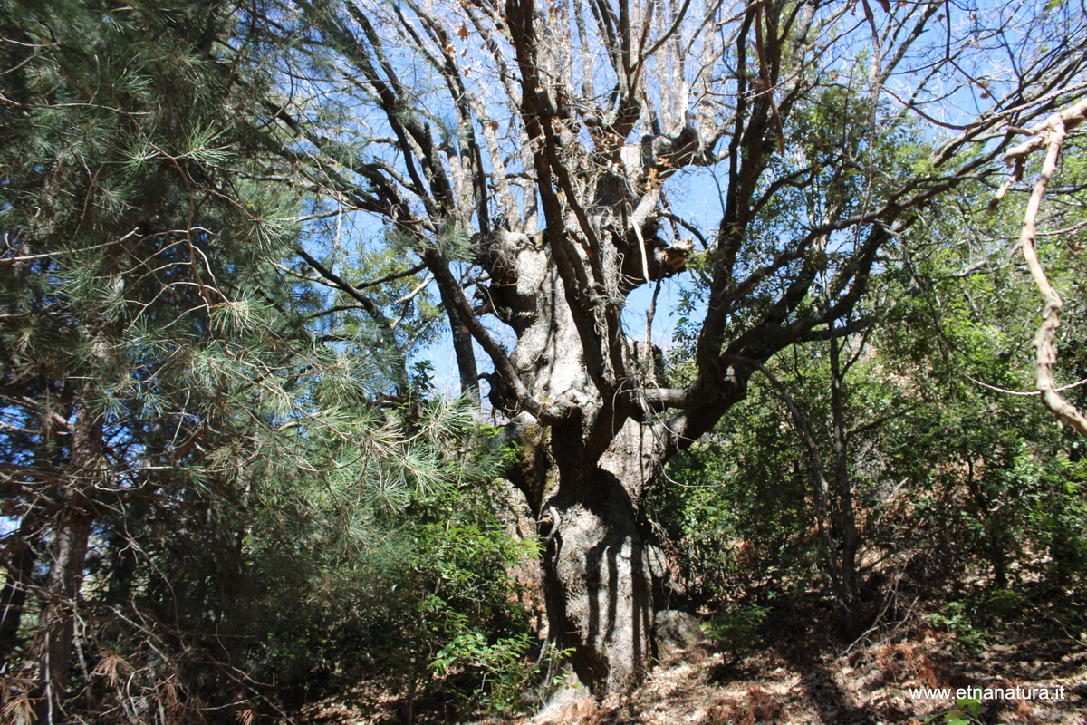 Quercia monte Arso