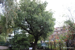 Quercia parco Zafferana