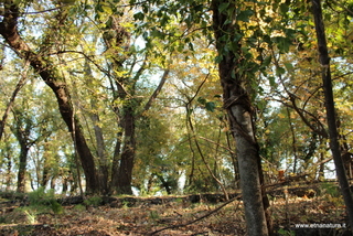 Quercia santo Stefano