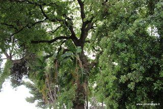 Quercia villa Aci S Antonio