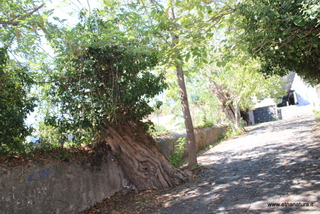 Robinia delle Chiazzette