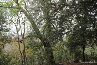 Roverella Cugnu di Mezzu