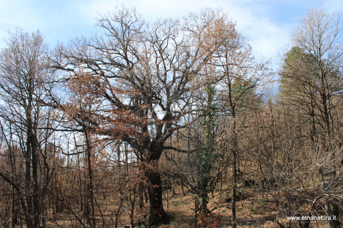 Roverella di Pomazzo