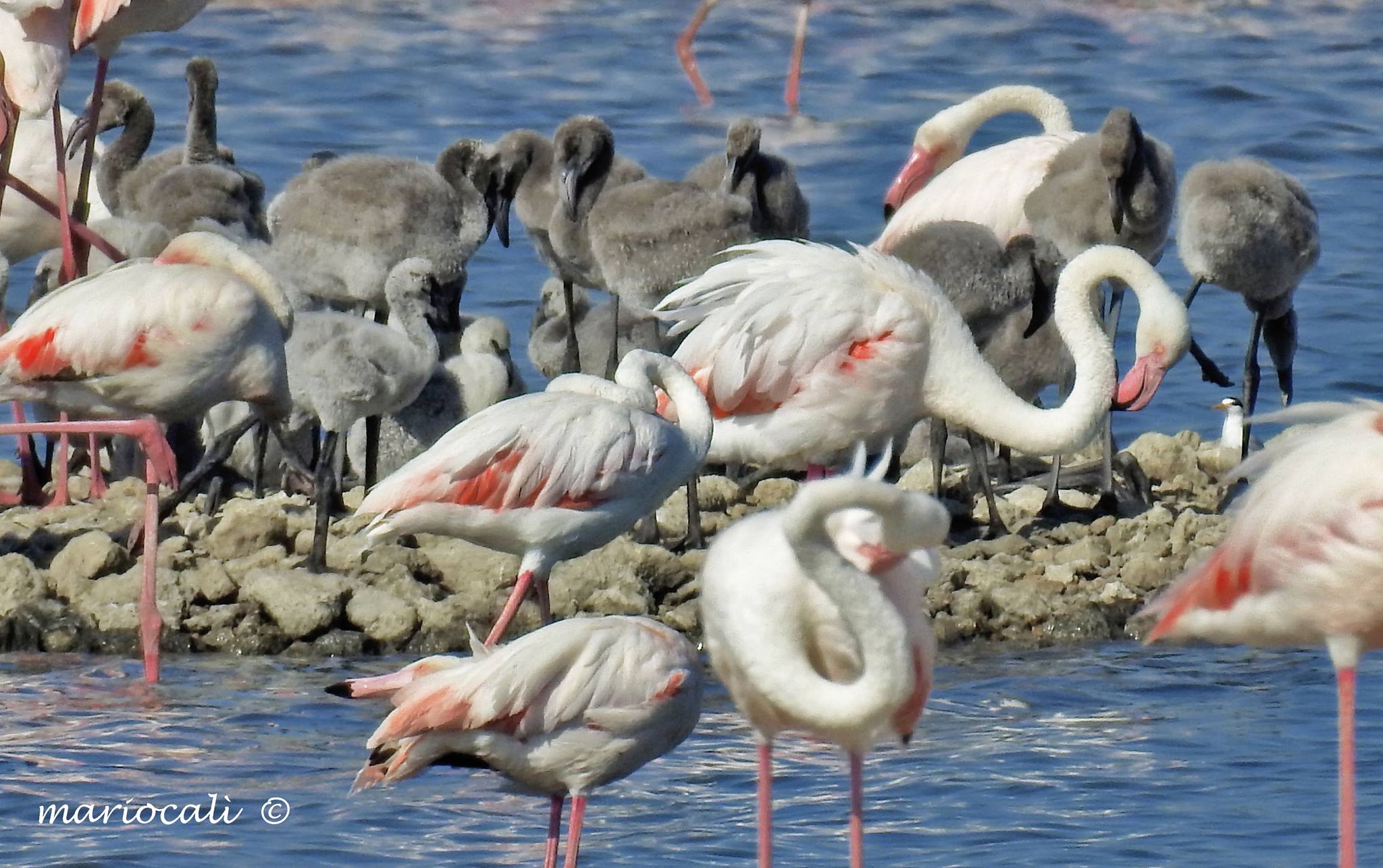 Saline di Priolo