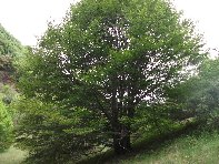 Salto_del_Cane - 20100602%20057.jpg