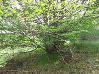 Salto_del_Cane - 20100602%20058.jpg