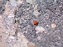 Schiena_dell_Asino - Coccinella.jpg